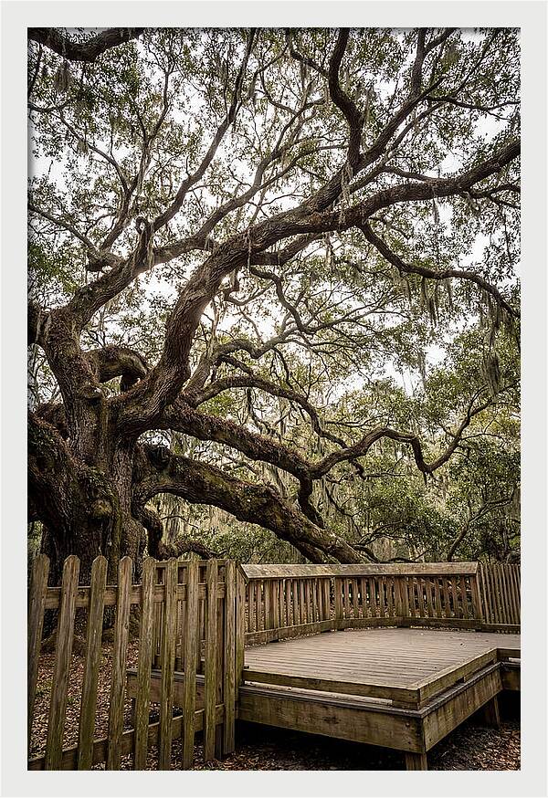 Angel Oak Serenity