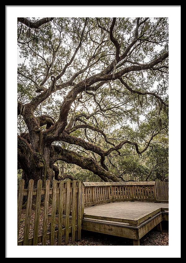 Angel Oak Serenity