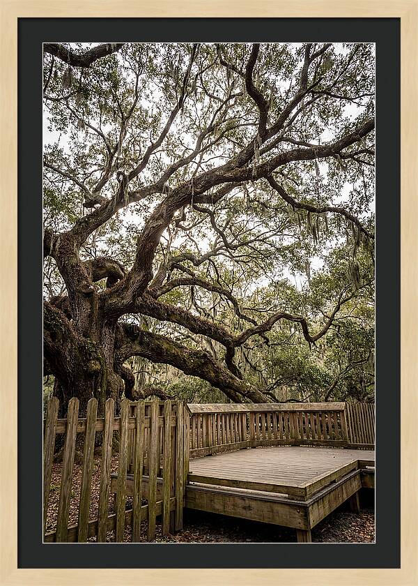Angel Oak Serenity