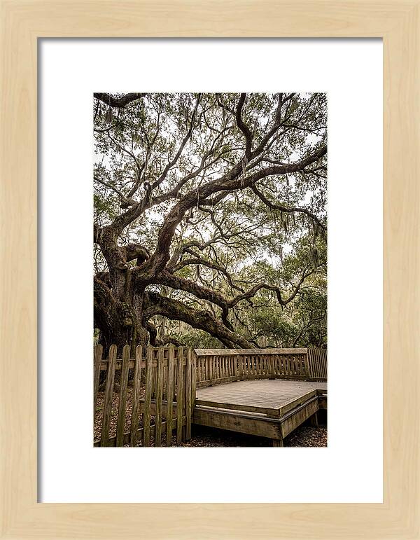 Angel Oak Serenity