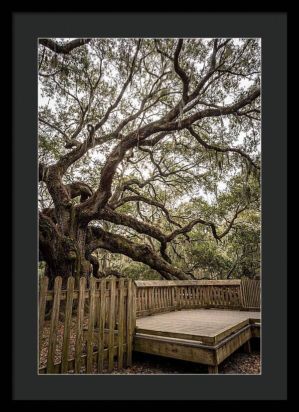 Angel Oak Serenity