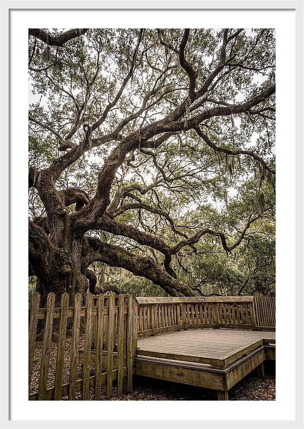 Angel Oak Serenity