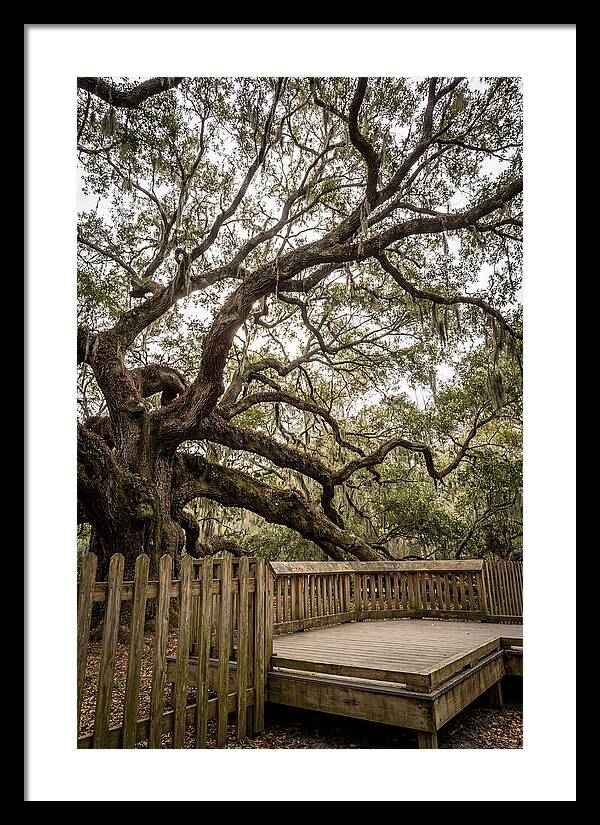 Angel Oak Serenity