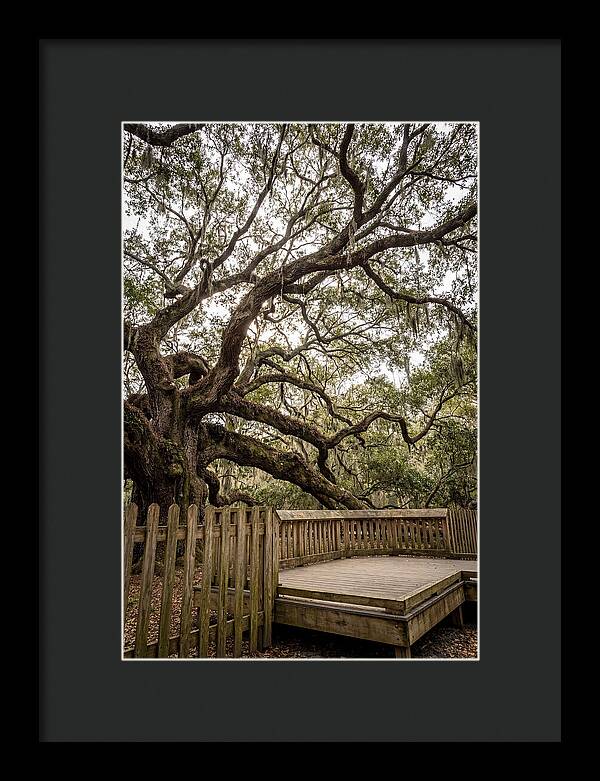 Angel Oak Serenity