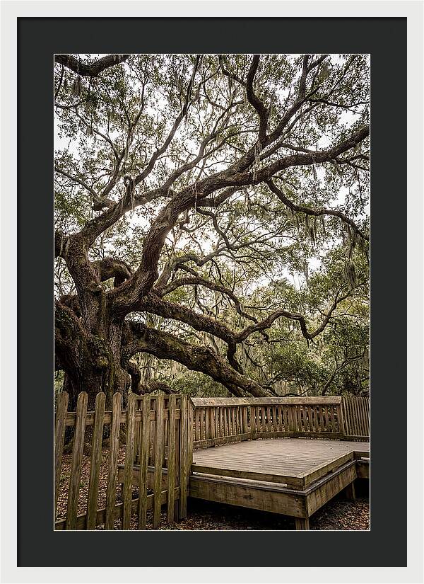 Angel Oak Serenity