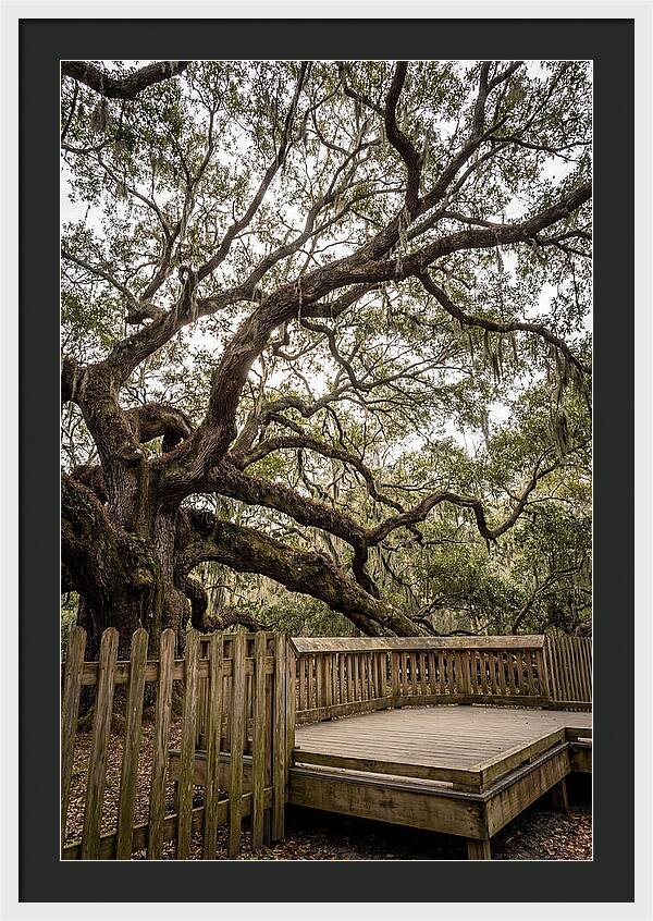 Angel Oak Serenity