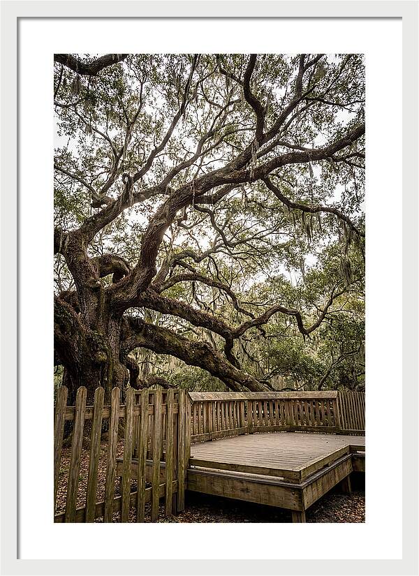 Angel Oak Serenity