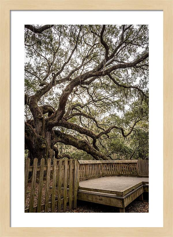 Angel Oak Serenity