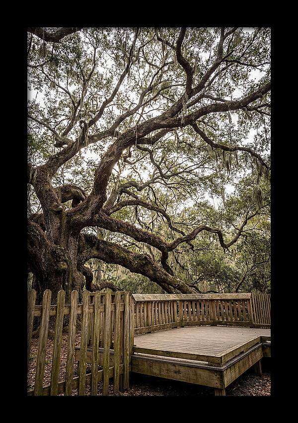 Angel Oak Serenity