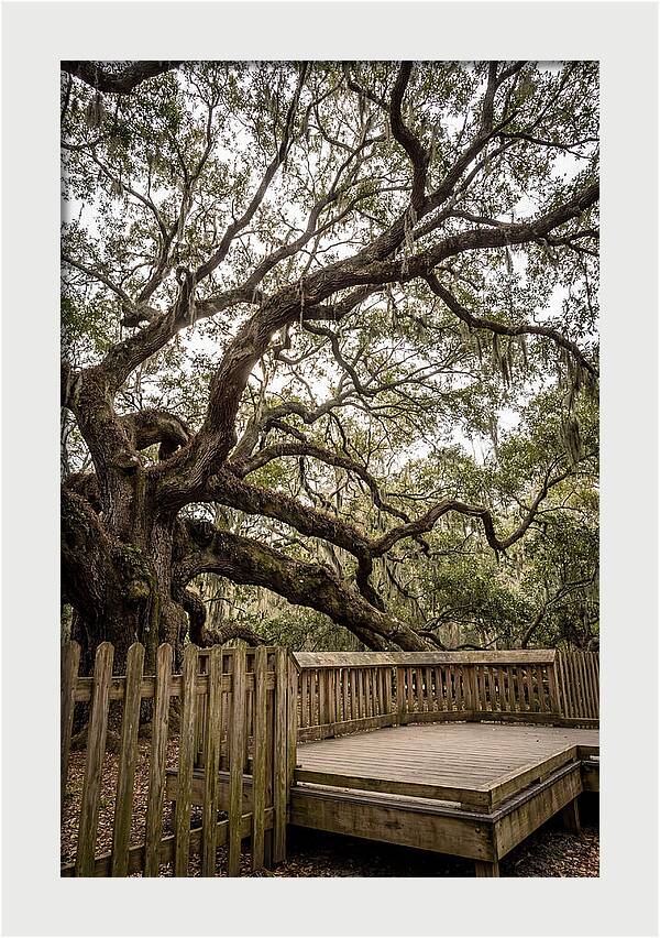 Angel Oak Serenity