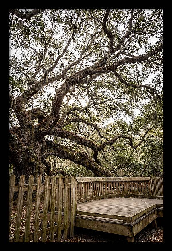 Angel Oak Serenity