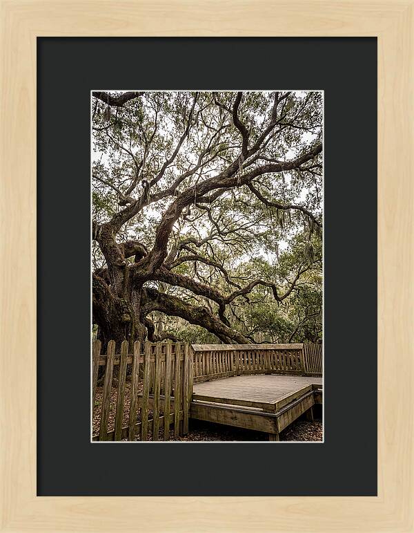 Angel Oak Serenity