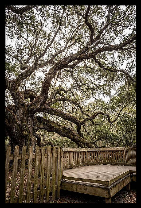 Angel Oak Serenity