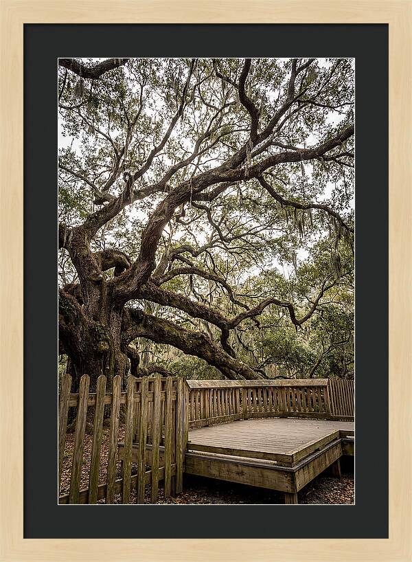 Angel Oak Serenity