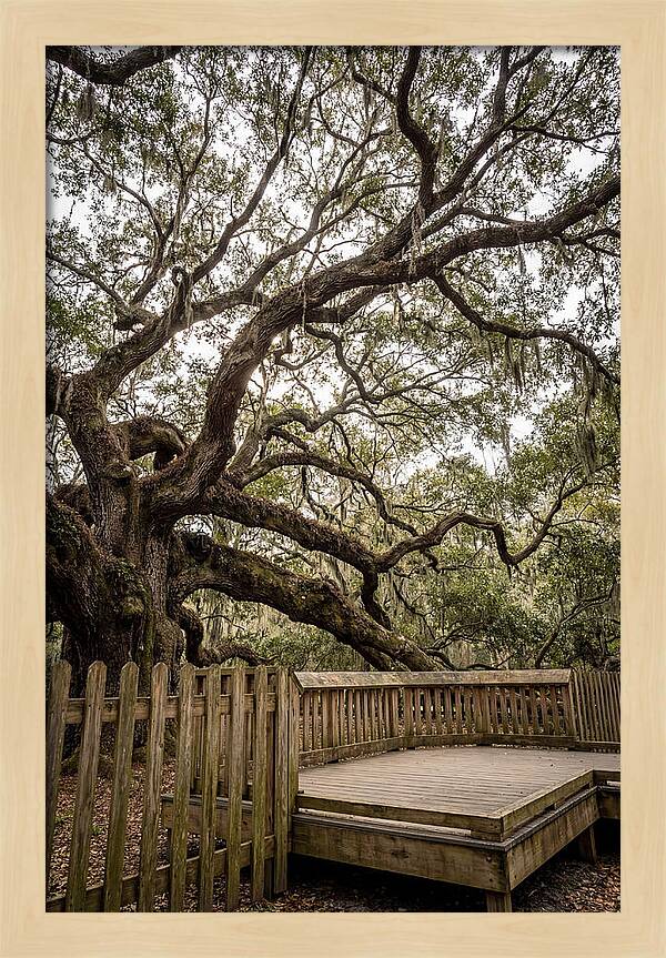 Angel Oak Serenity