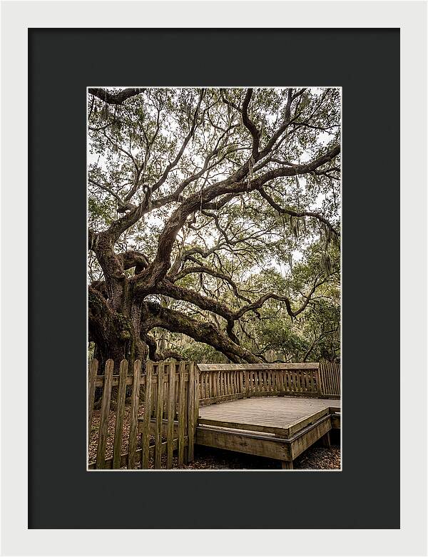Angel Oak Serenity