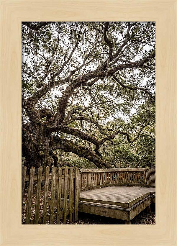 Angel Oak Serenity