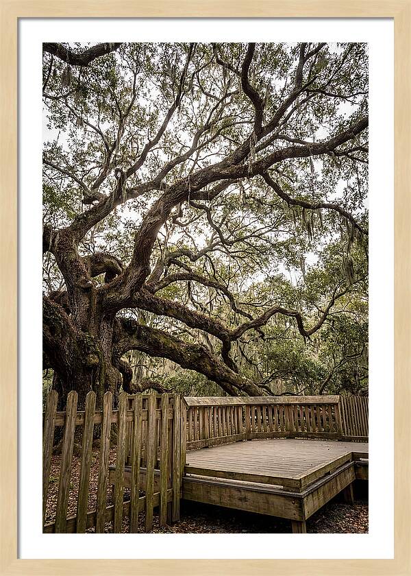 Angel Oak Serenity