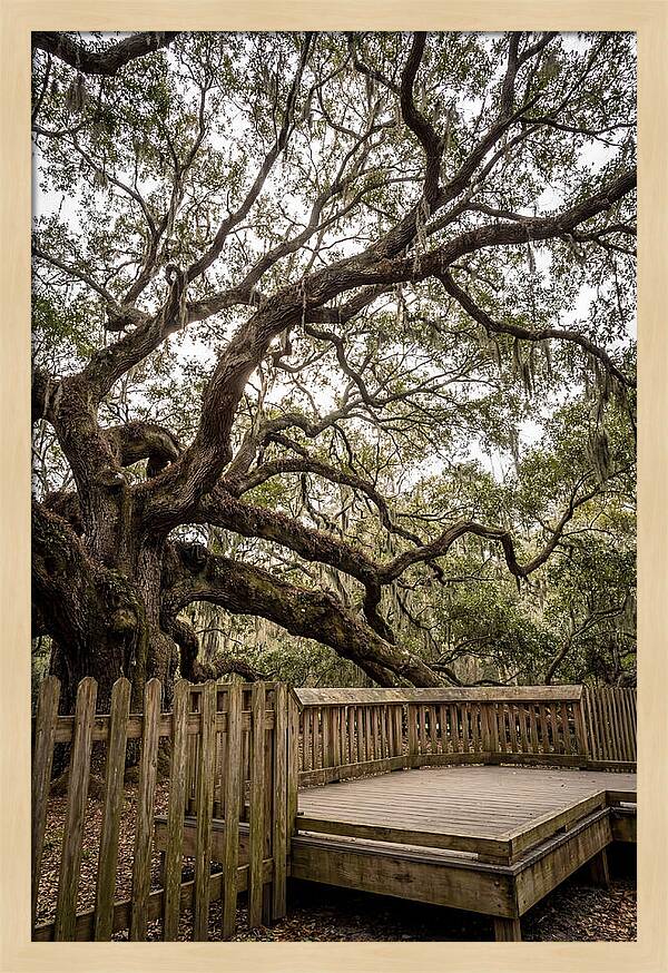 Angel Oak Serenity