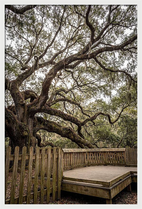 Angel Oak Serenity
