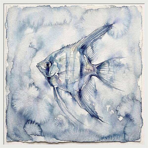 Angelfish In Serene Waters