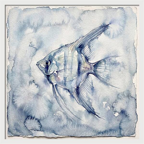 Angelfish In Serene Waters