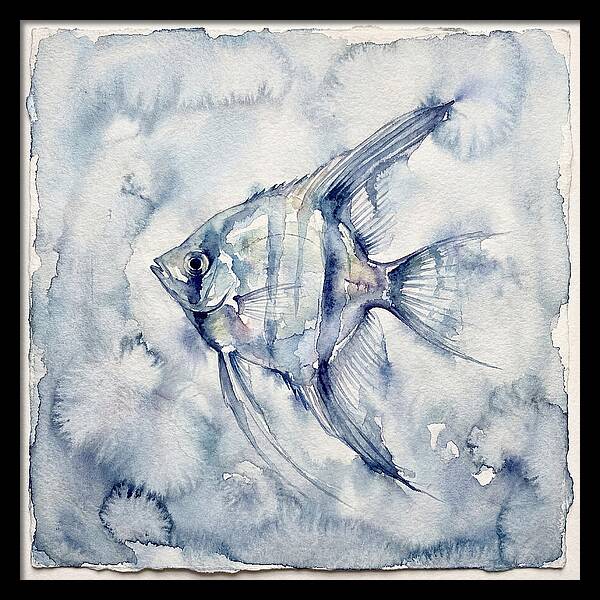 Angelfish In Serene Waters