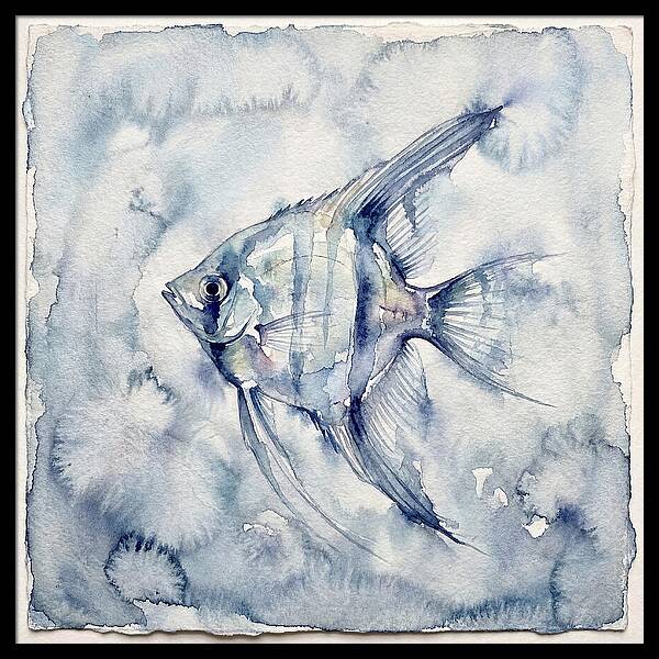 Angelfish In Serene Waters