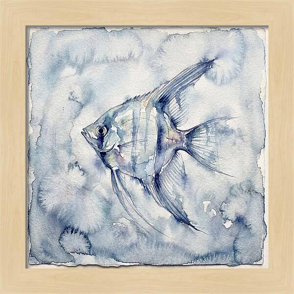 Angelfish In Serene Waters
