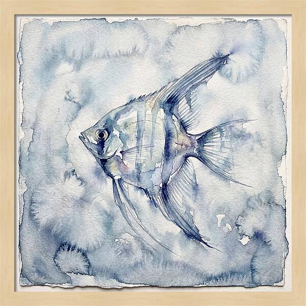 Angelfish In Serene Waters