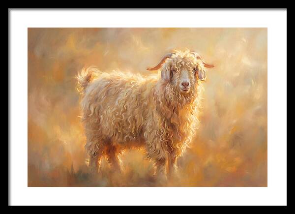 Angora Goat