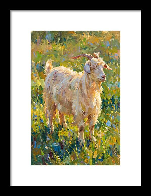Angora Goat In Blooming Meadow