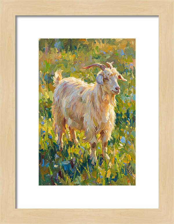 Angora Goat In Blooming Meadow