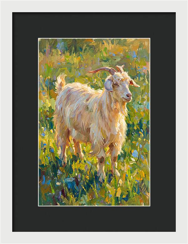 Angora Goat In Blooming Meadow