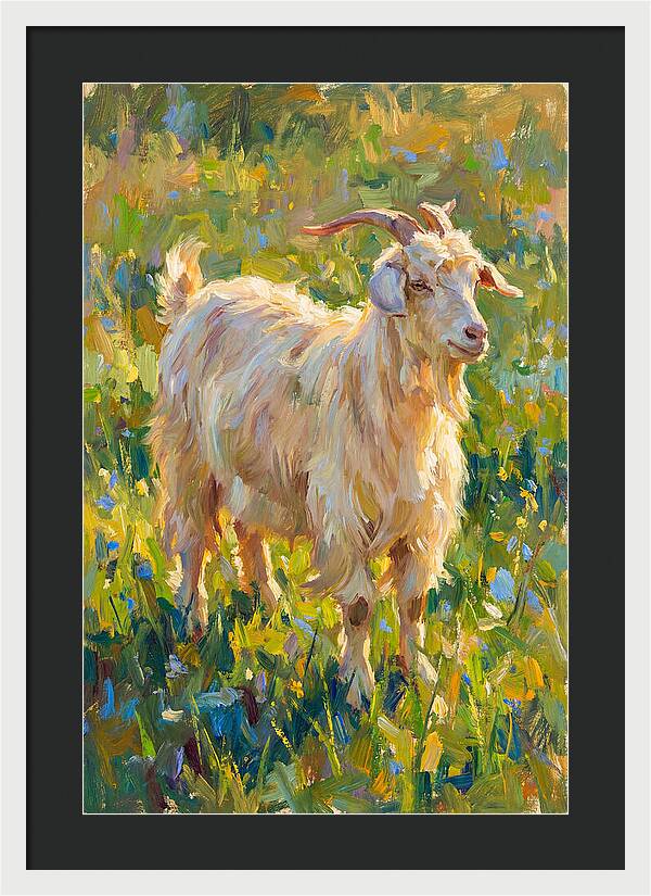 Angora Goat In Blooming Meadow
