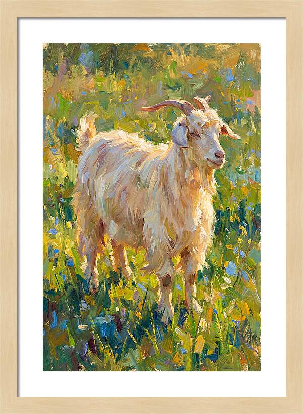 Angora Goat In Blooming Meadow