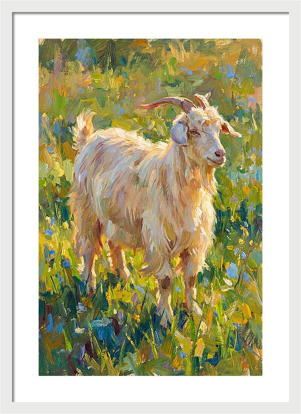 Angora Goat In Blooming Meadow