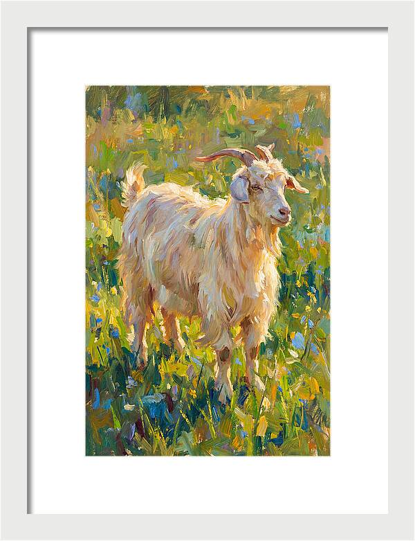 Angora Goat In Blooming Meadow
