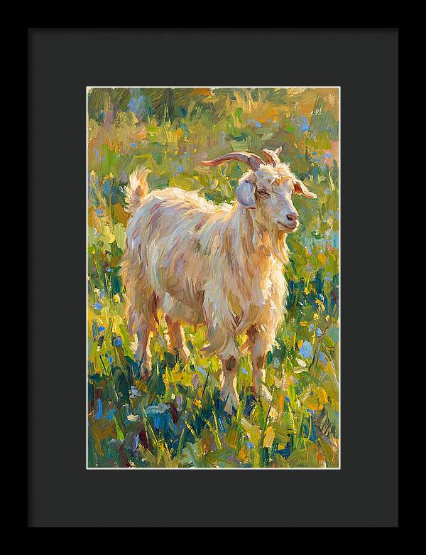 Angora Goat In Blooming Meadow