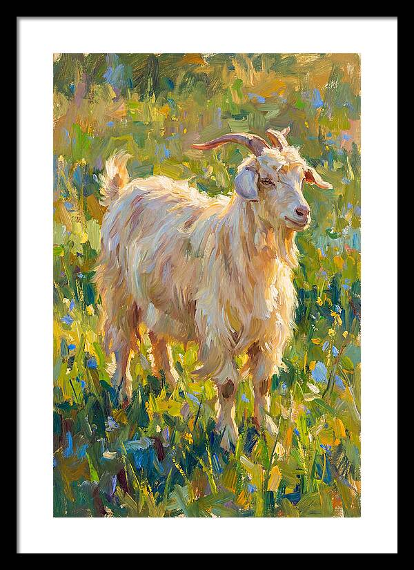 Angora Goat In Blooming Meadow