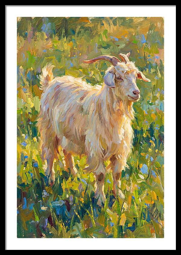 Angora Goat In Blooming Meadow