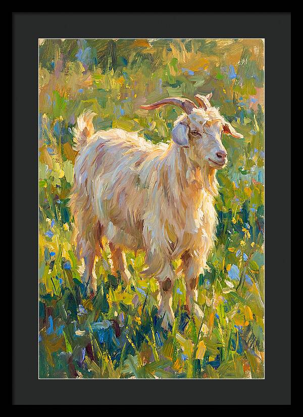 Angora Goat In Blooming Meadow