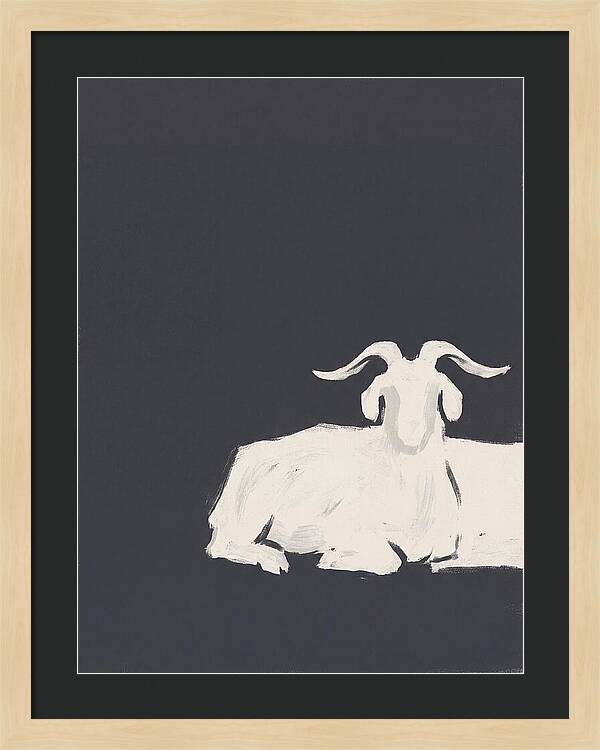 Angora Goat Minimalism