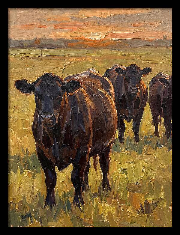 Angus Cattle At Sunset