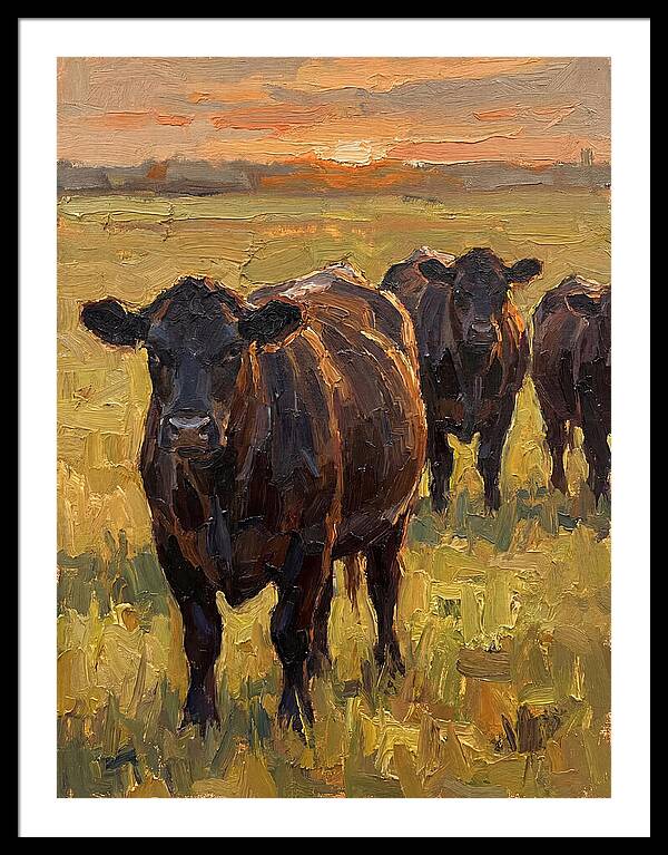 Angus Cattle At Sunset