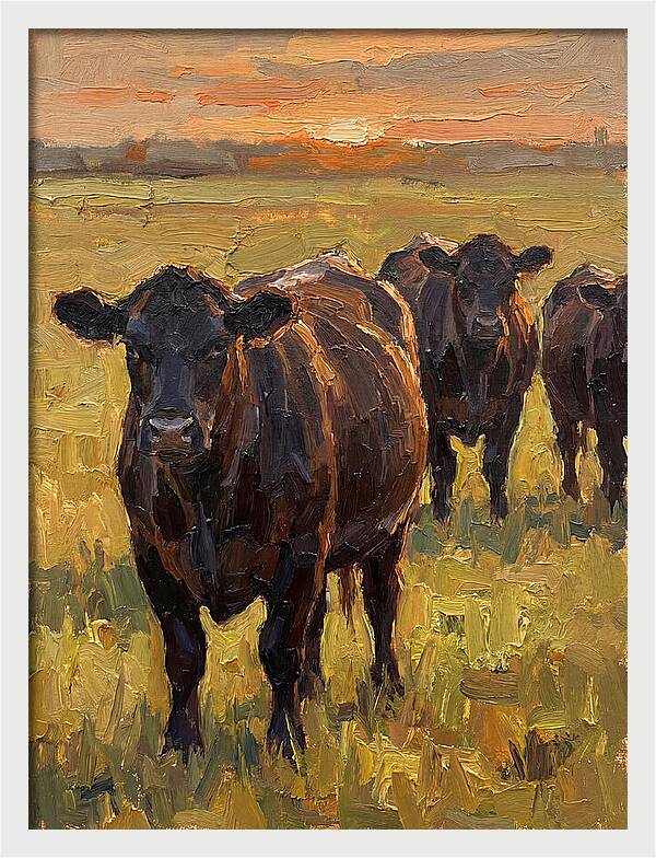 Angus Cattle At Sunset