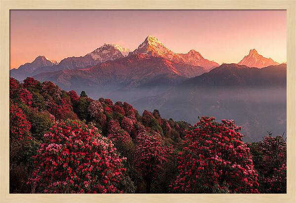 Annapurna Massif At Sunrise