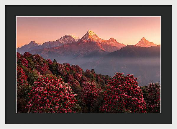Annapurna Massif At Sunrise