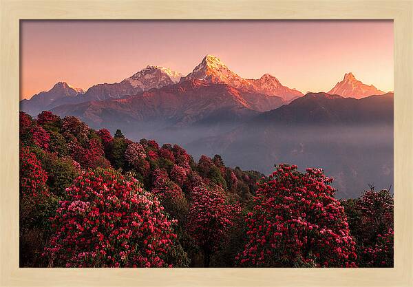 Annapurna Massif At Sunrise