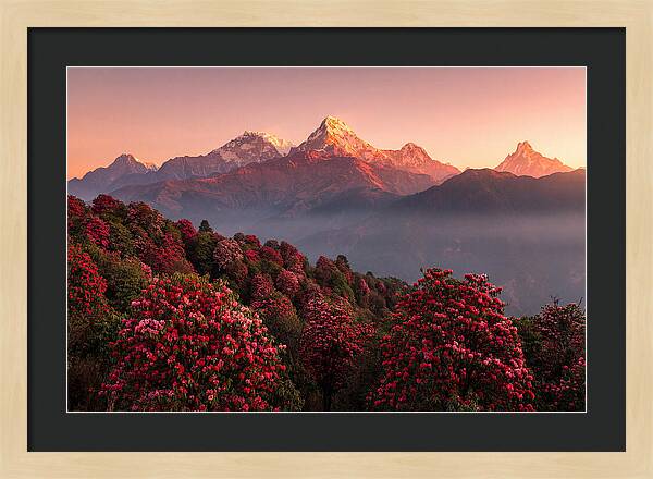Annapurna Massif At Sunrise